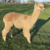 TOFT Jargel Elite Brown huacaya female for sale at TOFT Alpaca Stud